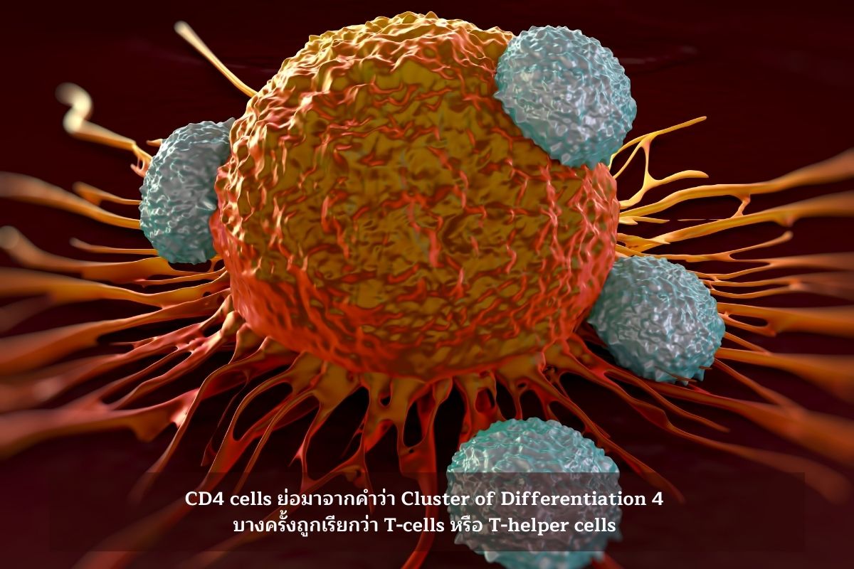 T-cells _ T-helper cells